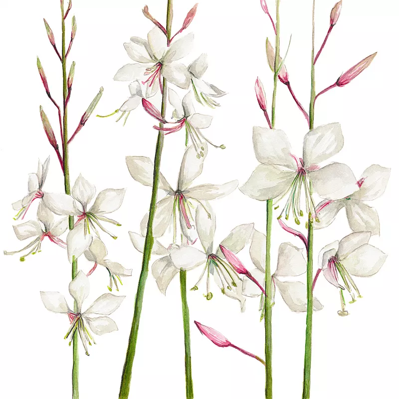 Gaura Sparkler