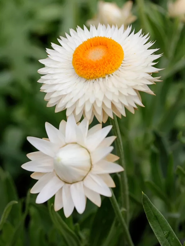 Giant Strawflower White