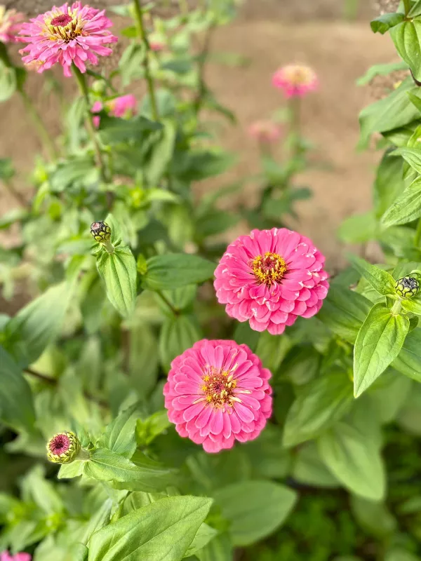 Benary's Giant Zinnia Bright Pink