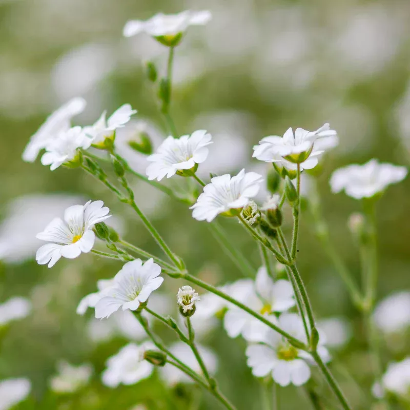 Gypsophila Covent Garden