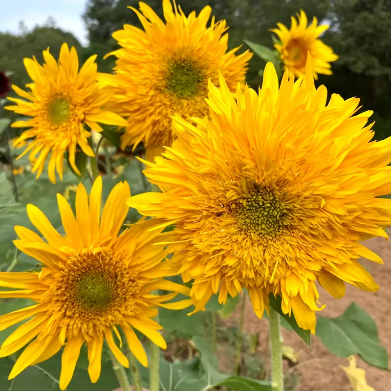 Helianthus Double Quick Orange