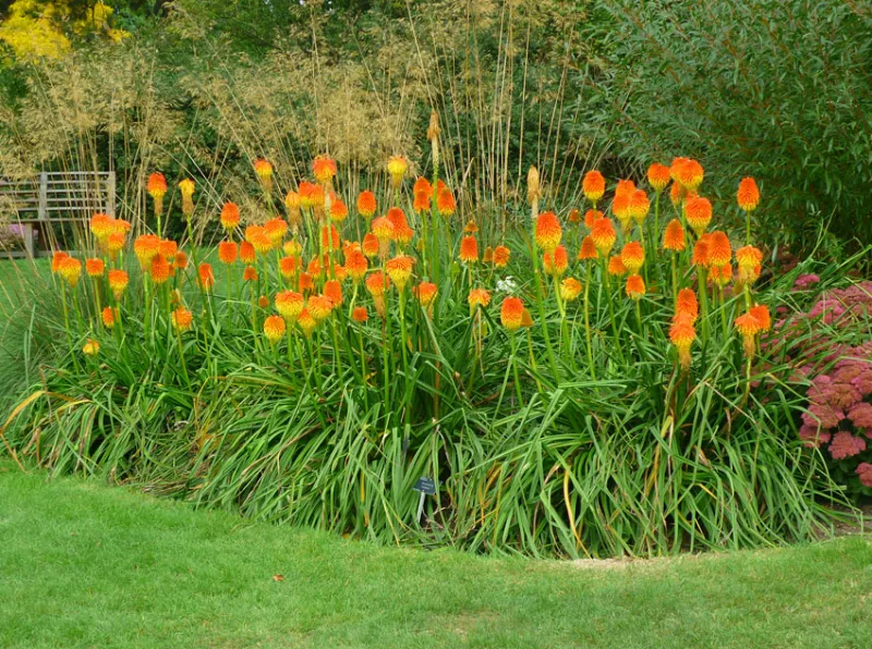 Kniphofia Rooperi