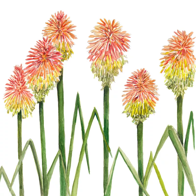 Kniphofia Rooperi