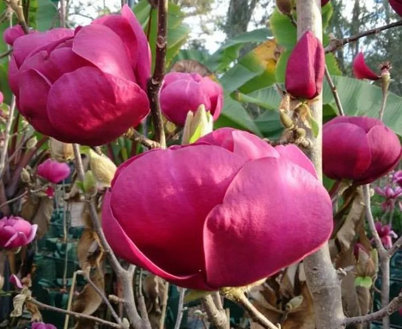 Magnolia Tree - Black Tulip