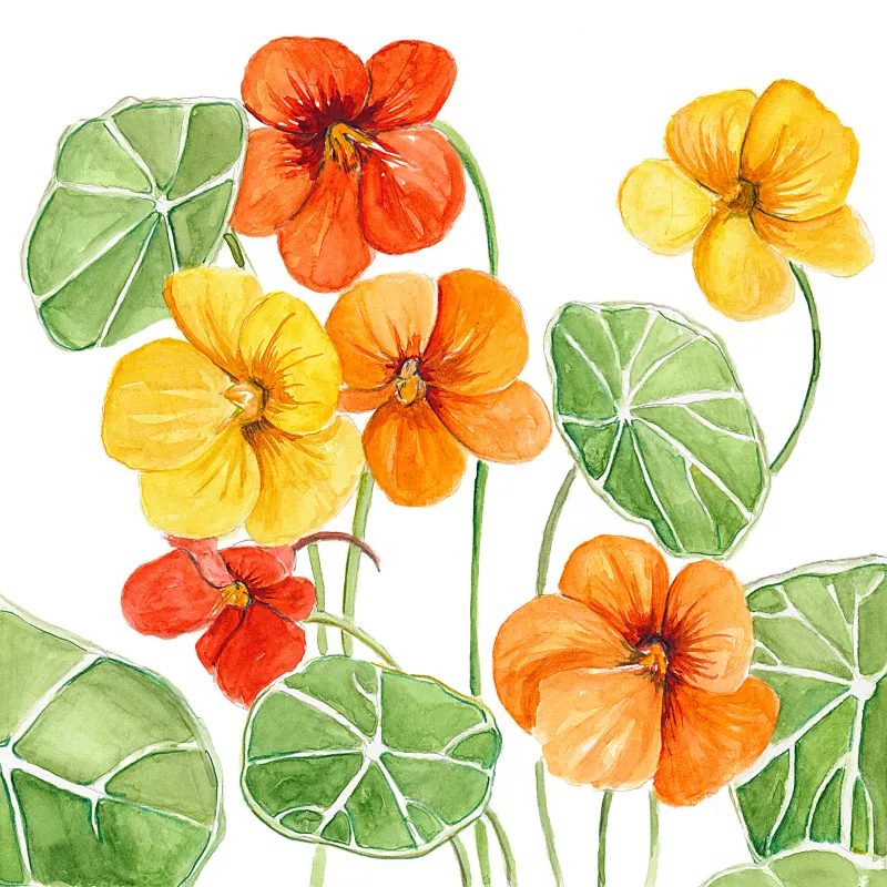 Nasturtium Gleam Glorius Mix 