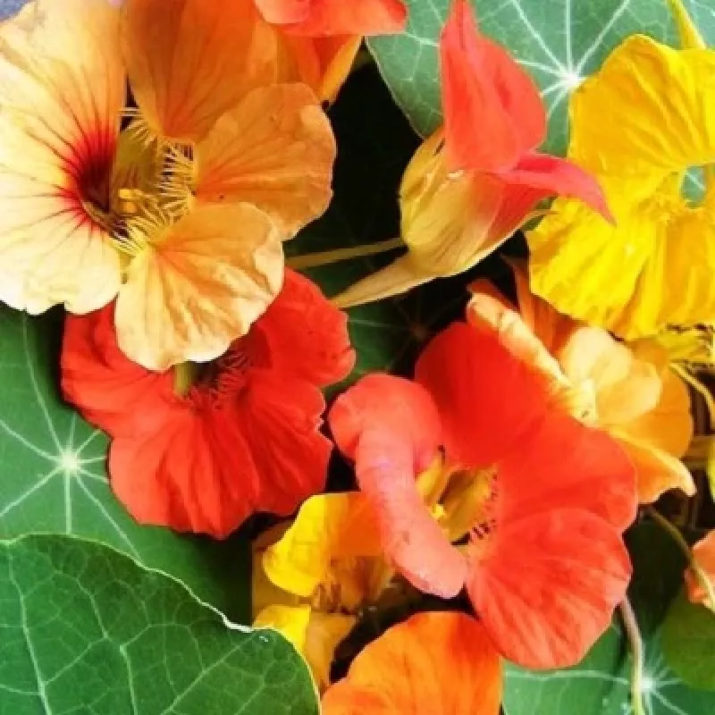 Nasturtium Gleam Glorius Mix 