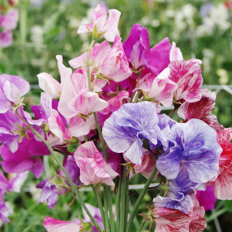 Sweet Pea Streamers Mix