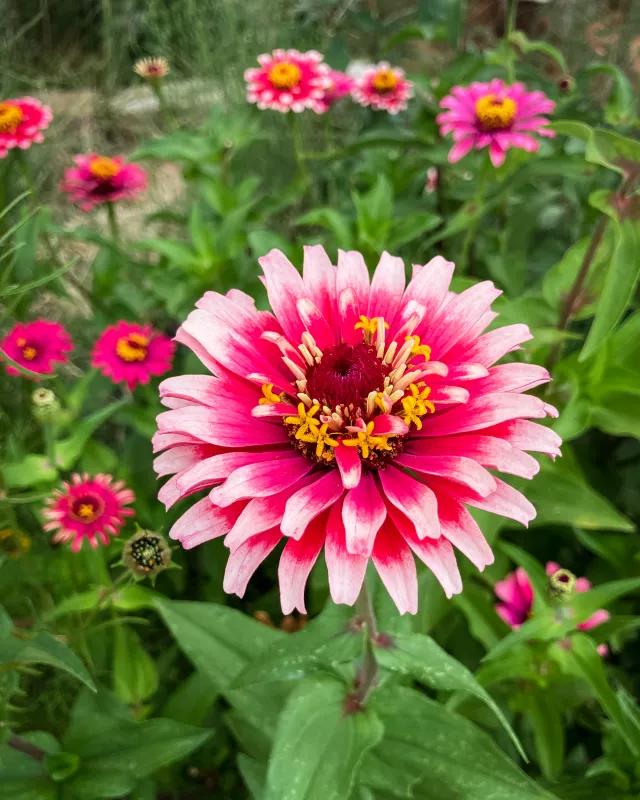 Zinnia Mazurkia