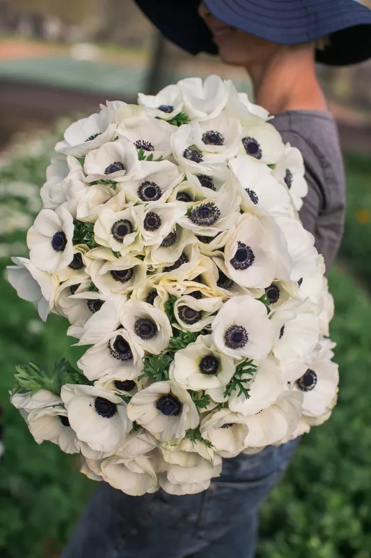 Anemone White with Black Eye Panda