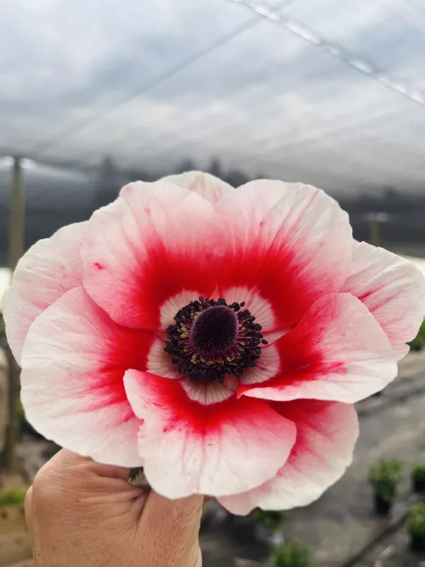 Anemone Red and White Stripes