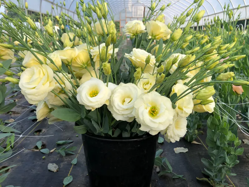 Lisianthus Cream