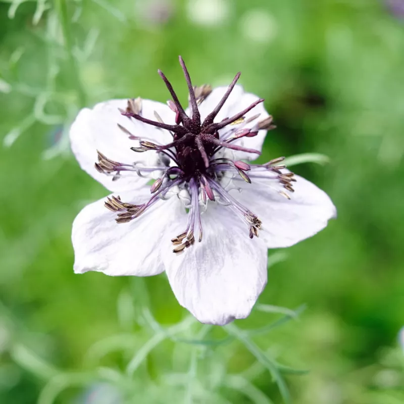 Nigella African Bride