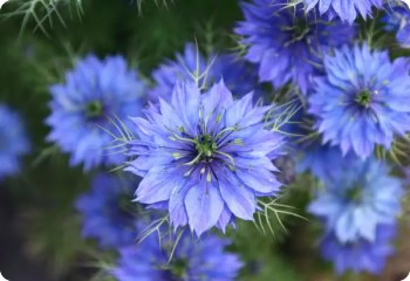 Nigella Dark Blue