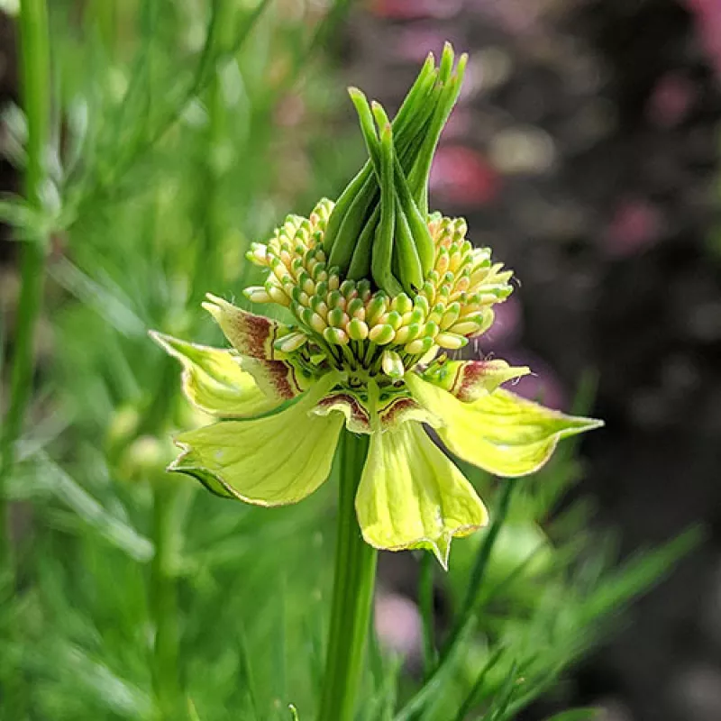 Nigella Orientalis Green & Yellow