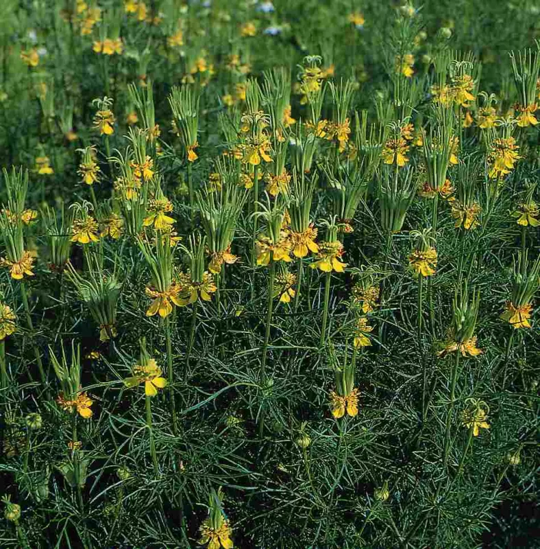 Nigella Orientalis Green & Yellow