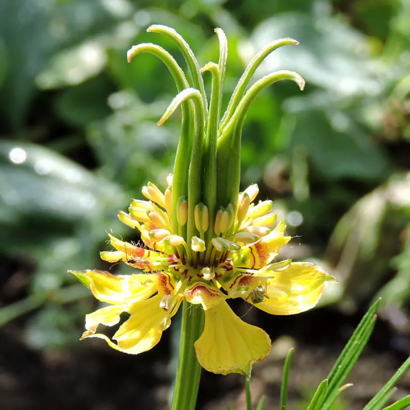 Nigella Orientalis Green & Yellow