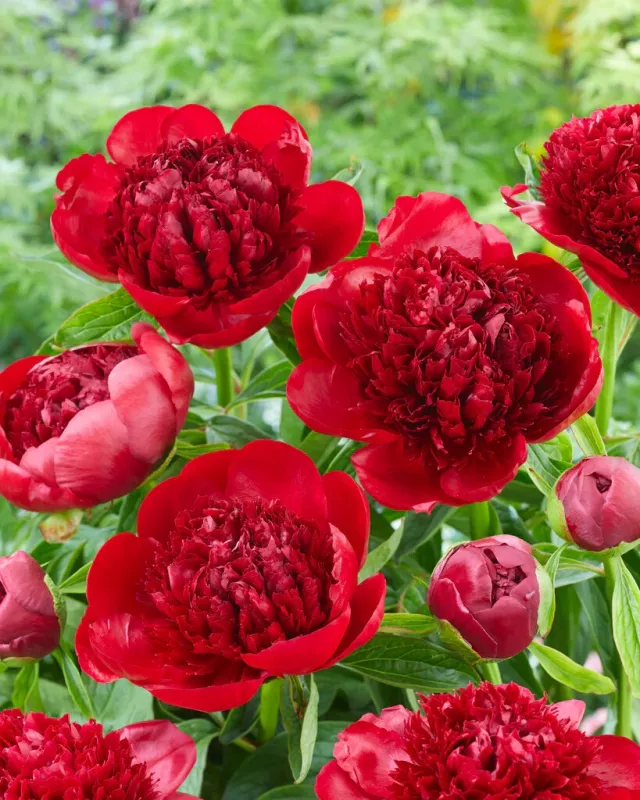 Red Charm Peony