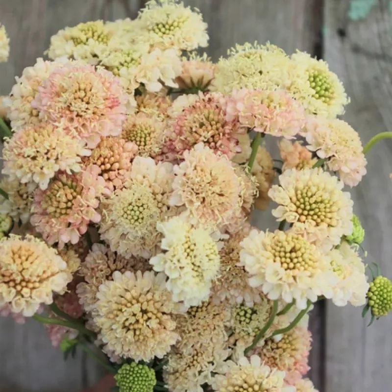 Scabiosa Cream