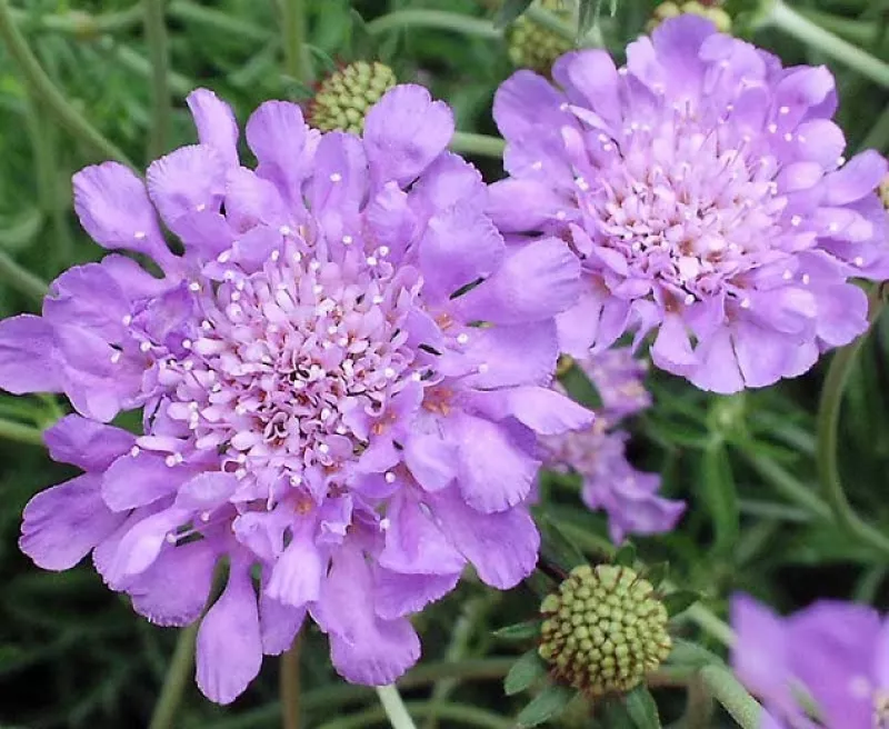 Scabiosa Lilac