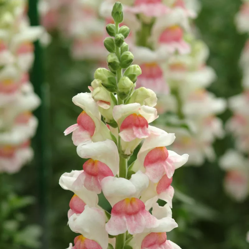 Snapdragon Appleblossom