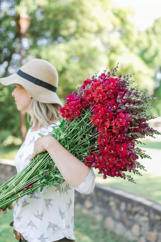 Snapdragon Burgundy