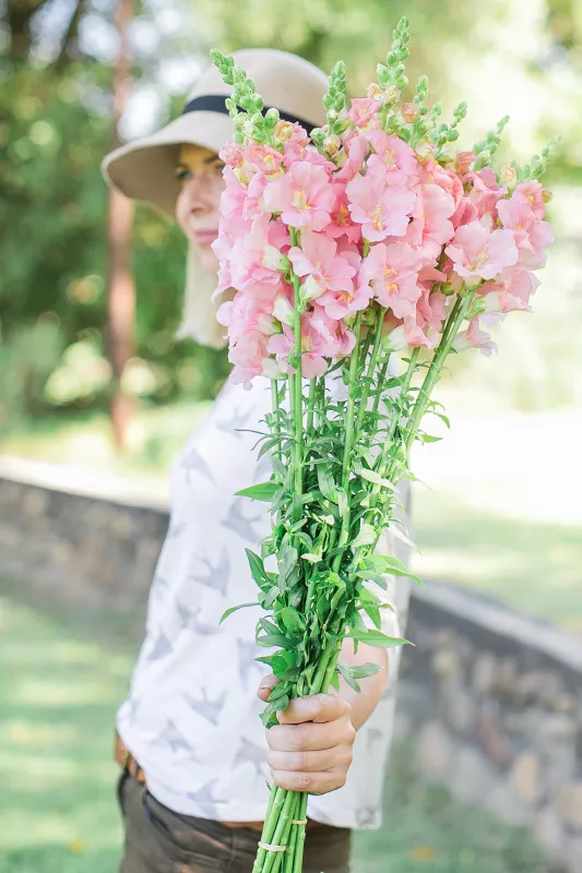 Snapdragon Chantilly Pink