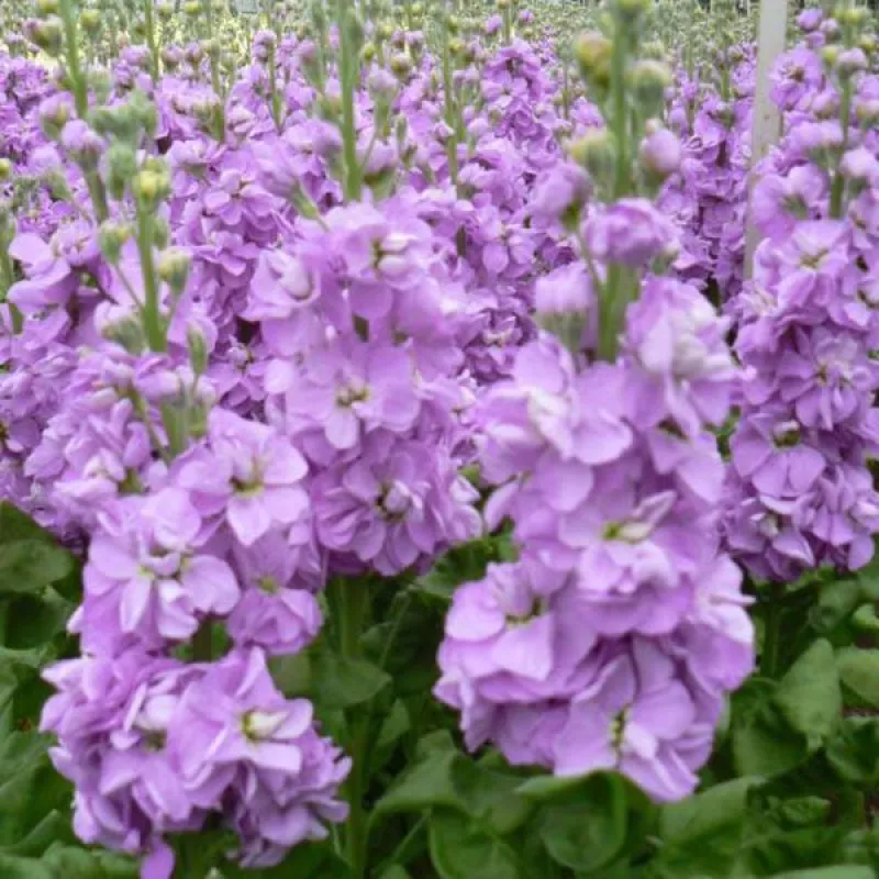 Stocks Matthiola Lilac Lavender