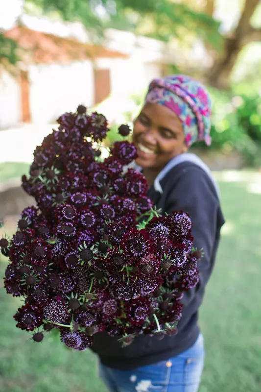 Scabiosa Burgundy Black