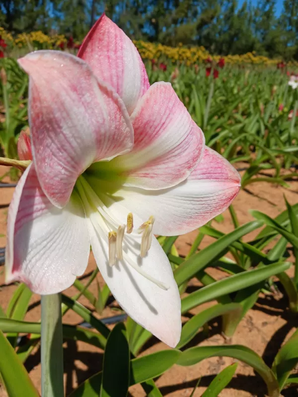 Amaryllis Apple Blossom