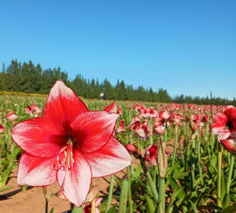 Amaryllis Stardust