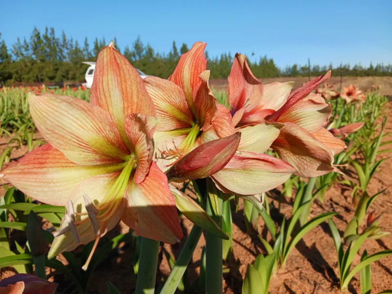 Amaryllis Mocca