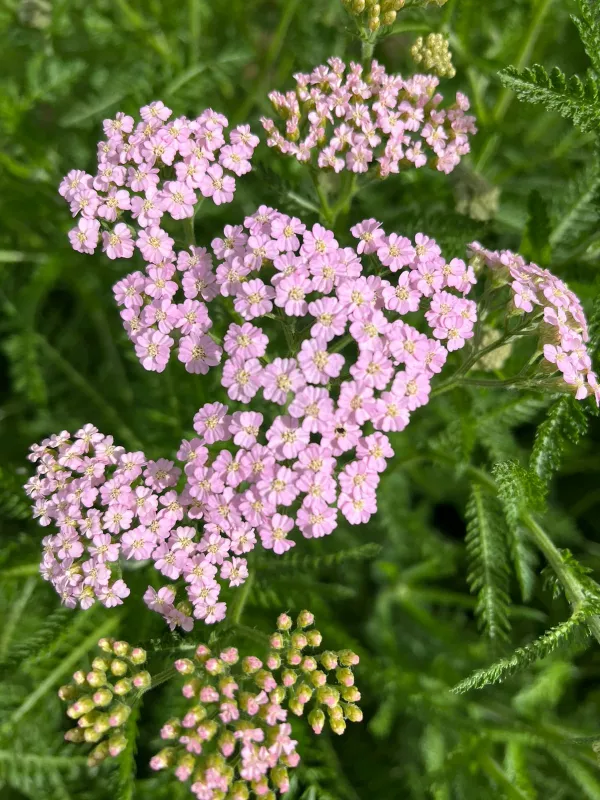 Yarrow Colorado Pastels Mix