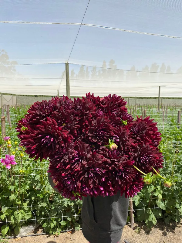 Dahlia Burgundy 