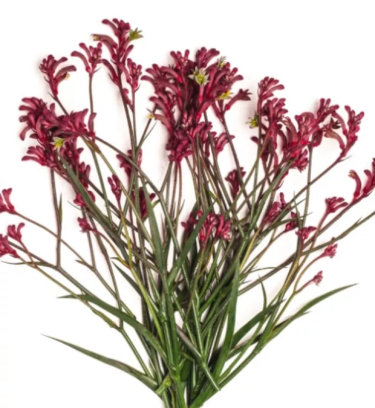 Kangaroo Paws Pink