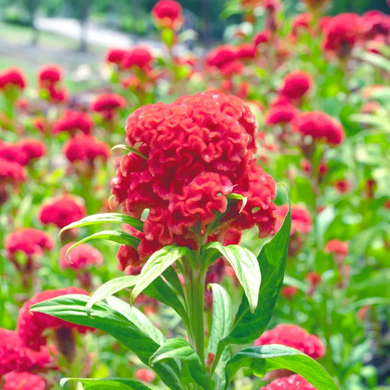 Cockscomb Red