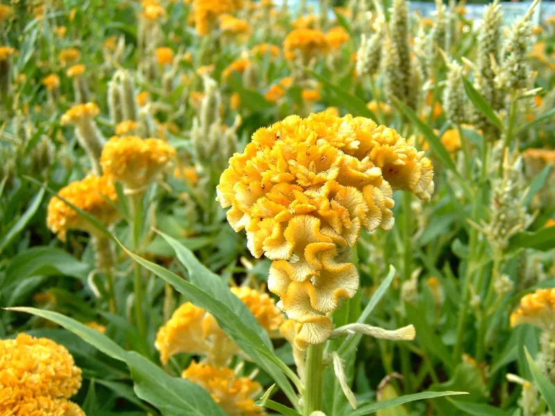 Cockscomb Yellow