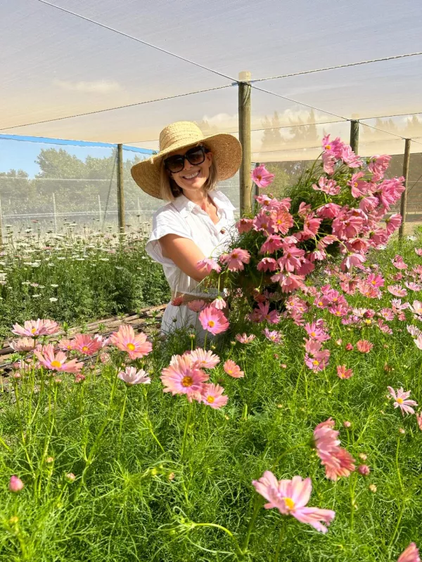 Cosmos Apricotta