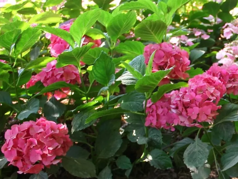 Hydrangea-macr-Charm.jpg