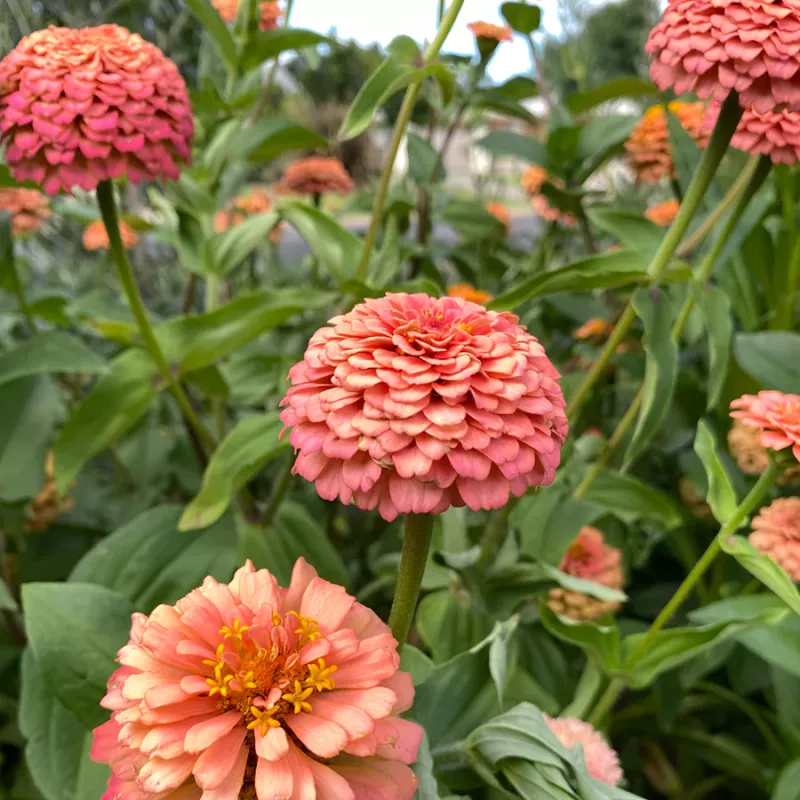 Oklahoma Salmon Zinnia.webp