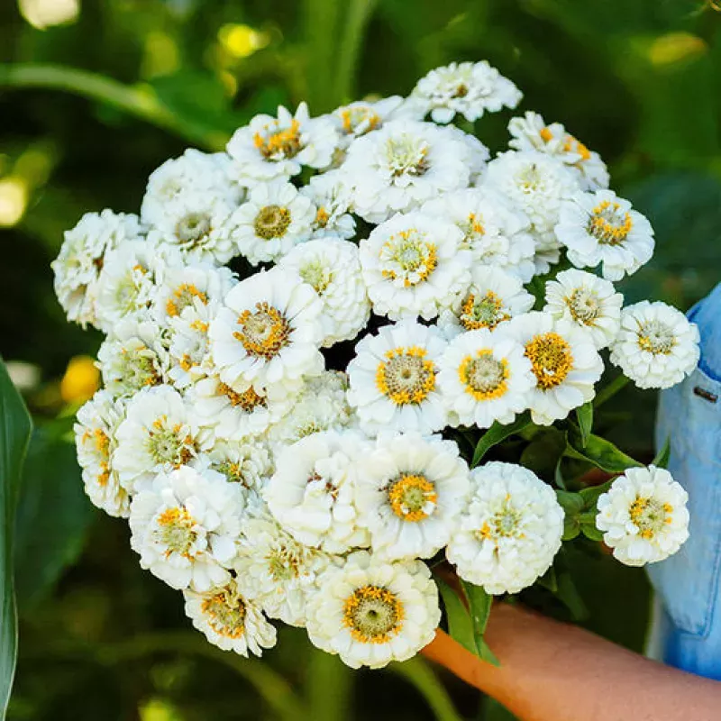 Oklahoma White Zinnia.jpg.jpeg