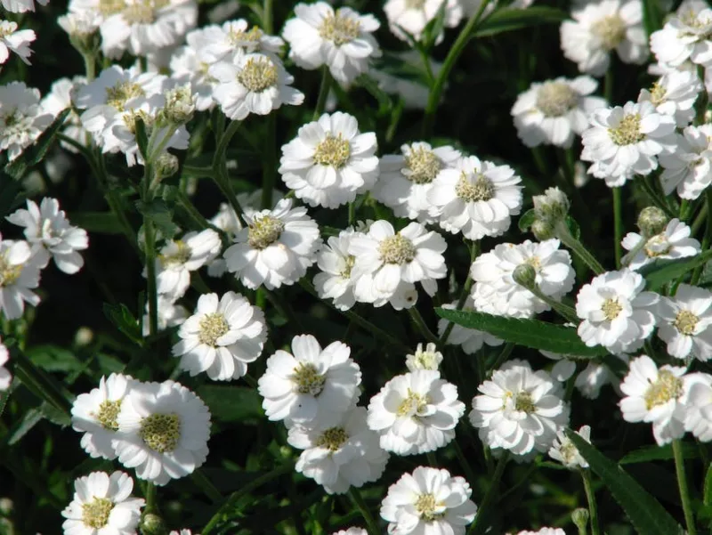 Pearl Yarrow White