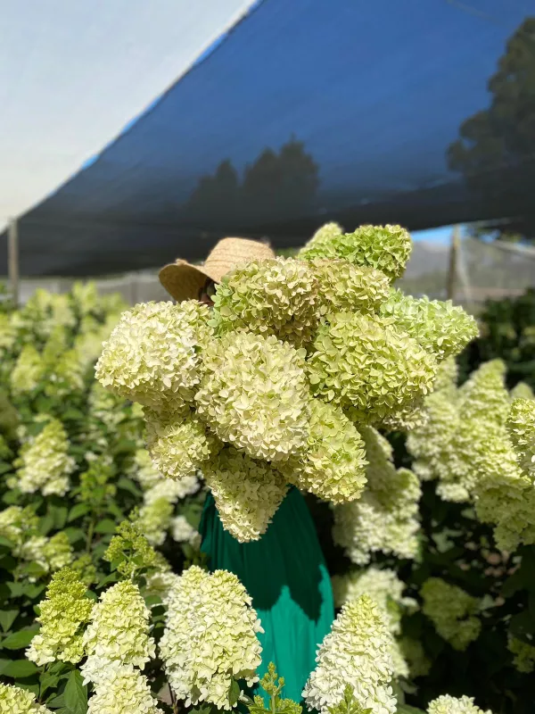 Hydrangea - Paniculata Candle - Green