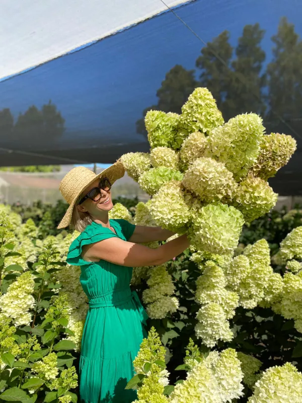 Hydrangea - Paniculata Candle 