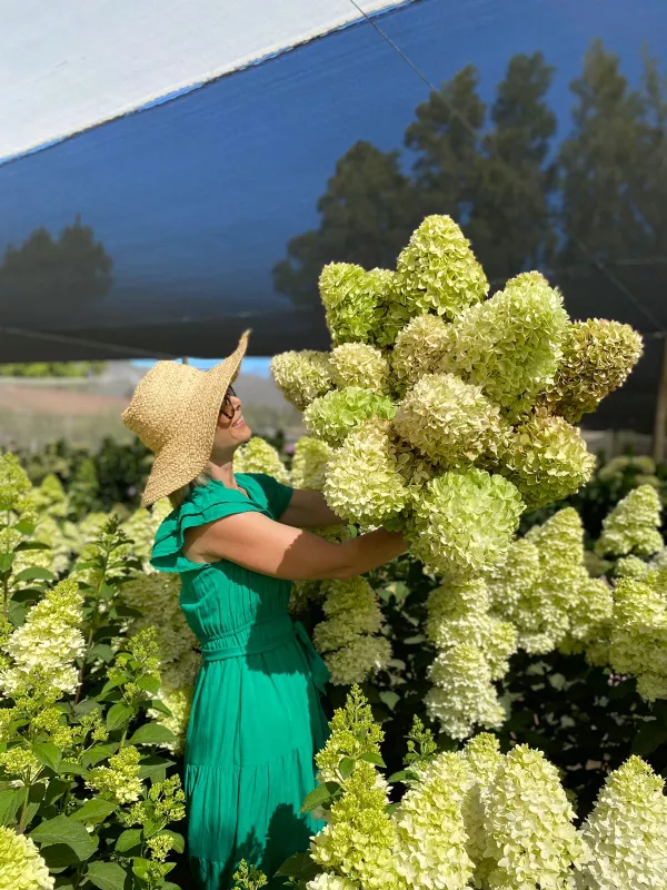 Hydrangea - Paniculata Candle 