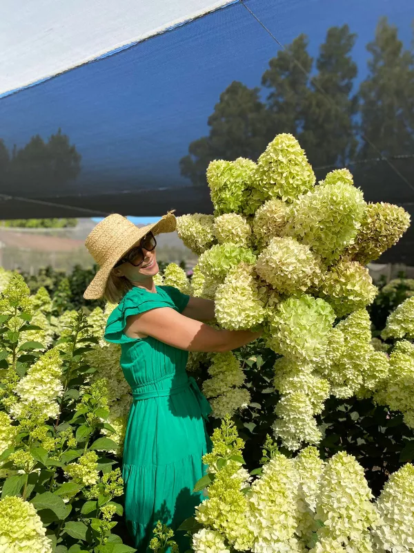 Hydrangea - Paniculata Candle 