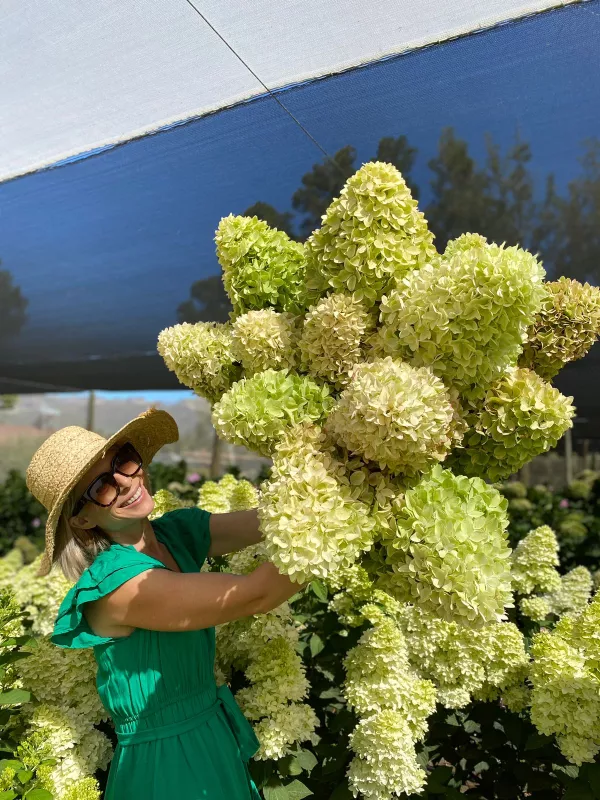 Hydrangea - Paniculata Candle 