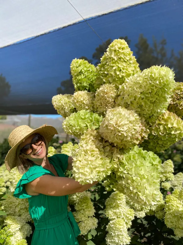 Hydrangea - Paniculata Candle 