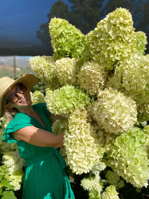 Hydrangea - Paniculata Candle 