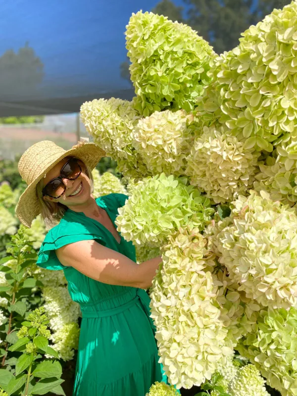 Hydrangea - Paniculata Candle 