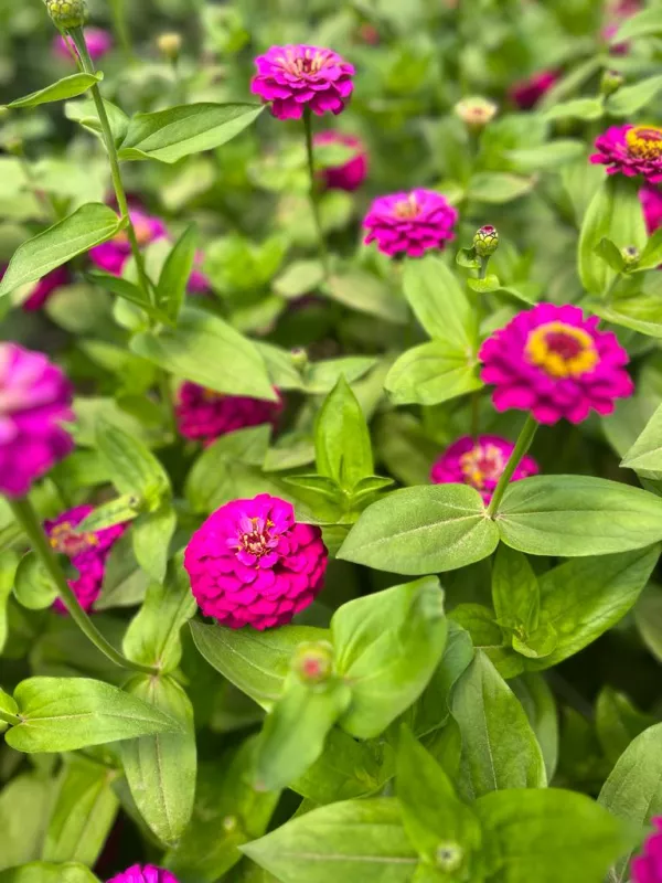 Zinnia Burgundy Carmine Rose 1.jpeg